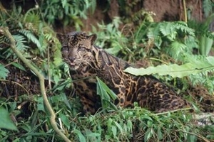 2007_03_15t125419_450x301_us_environment_leopard.jpg